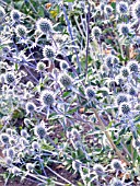 ERYNGIUM PLANUM