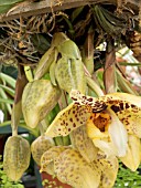 STANHOPEA TIGRINA, TRAILING ORCHID