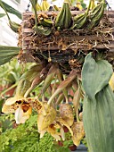 STANHOPEA TIGRINA, TRAILING ORCHID