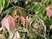 ACER NEGUNDO FLAMINGO, SMALL TREE