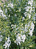 ANGELONIA ANGELFACE WHITE, TENDER PERENNIAL