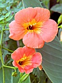 CAMPSIS RADICANS INDIAN SUMMER,