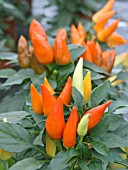 CAPSICUM PRARIE FIRE