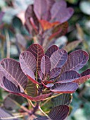 COTINUS COGGYGRIA ROYAL PURPLE, DECIDUOUS SHRUB