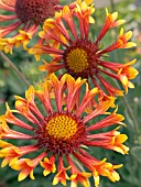 GAILLARDIA FANFARE, HARDY PERENNIAL