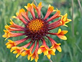 GAILLARDIA FANFARE, HARDY PERENNIAL