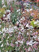 GAURA LINDHEIMERI WHIRLING BUTTERFLIES, HARDY PERENNIAL