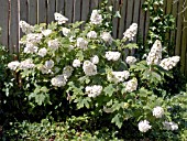 HYDRANGEA QUERCIFOLIA SNOW QUEEN, HARDY SHRUB