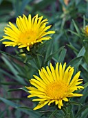 INULA ENSIFOLIA, HARDY PERENNIAL