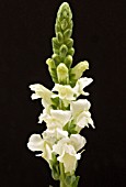 ANTIRRHINUM MAJUS WINTER WHITE, (SNAPDRAGON WINTER WHITE)