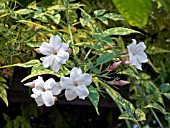 JASMINUM FIONA SUNRISE, EVERGREEN CLIMBER