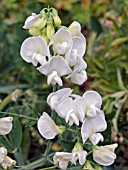 LATHYRUS LATIFOLIUS ALBA, EVERLASTING SWEET PEA, HARDY PERENNIAL