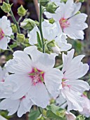 LAVATERA MEMORIES, HARDY SHRUB