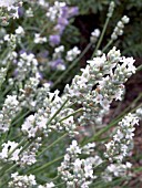 LAVANDULA ANGUSTIFOLIA ALBA, HARDY SHRUB, HERB