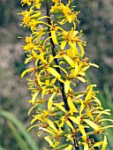 LIGULARIA PRZEWALSKII, HARDY PERENNIAL