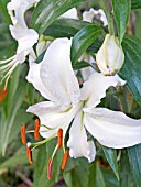 LILIUM CASSA BLANCA, ORIENTAL LILY