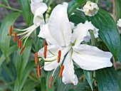 LILIUM CASSA BLANCA, ORIENTAL LILY