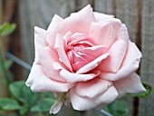 ROSA MADAME ABEL CHANTENAY, HYBRID TEA ROSE