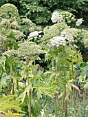 HERACLEUM MANTEGAZZIANUM, GIANT HOGWEED