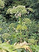 HERACLEUM MANTEGAZZIANUM, GIANT HOGWEED