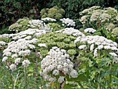 HERACLEUM MANTEGAZZIANUM, GIANT HOGWEED