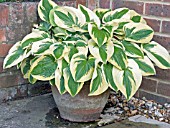 HOSTA WIDE BRIM, HARDY PERENNIAL