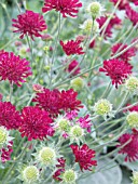 KNAUTIA MACEDONICA MARS MIDGET,