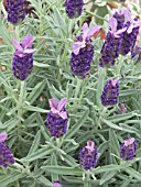 LAVANDULA BUTTERFLY GARDEN