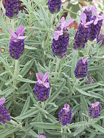 LAVANDULA_BUTTERFLY_GARDEN