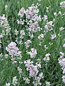 LAVANDULA LODDON PINK