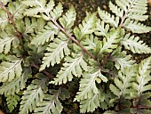 ATHYRIUM NIPONICUM PICTUM