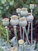 PAPAVER SOMNIFERUM, HARDY ANNUAL, SEEDPODS