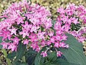 PENTAS LANCEOLATA