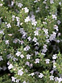 SATUREJA MONTANA, WINTER SAVORY, HERB