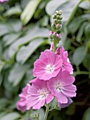 SIDALCEA MALVIFLORA PARTY GIRL