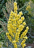 VERBASCUM BANATICUM