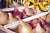 EXHIBITION ONIONS PREPARED FOR WINTER STORAGE