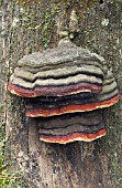 FOMITOPSIS PINICOLA, HORSES HOOF FUNGUS