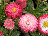 BELLIS PERENNIS HABANERA