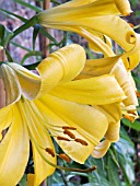 LILIUM ROYAL GOLD