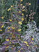 LYSIMACHIA CILIATA FIRECRACKER & ERYNGIUM VARIFOLIUM, HARDY PERENNIAL