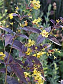 LYSIMACHIA CILIATA FIRECRACKER,