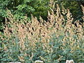 MACLEAYA CORDATA