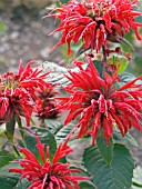 MONARDA DIDYMA CAMBRIDGE SCARLET