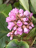 INSPIRATIONAL VIEW OF BERGENIA CORDIFOLIA