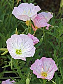 OENOTHERA SPECIOSA SISKIYOU, DWARF EVENING PRIMROSE