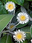 PACHYSTEGIA INSIGNIS, TENDER SEASIDE SHRUB