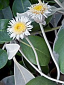 PACHYSTEGIA INSIGNIS, TENDER SEASIDE SHRUB