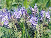 PHACELIA TANACETIFOLIA, FERN-LEAF PHACELIA