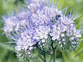 PHACELIA TANACETIFOLIA, FERN-LEAF PHACELIA